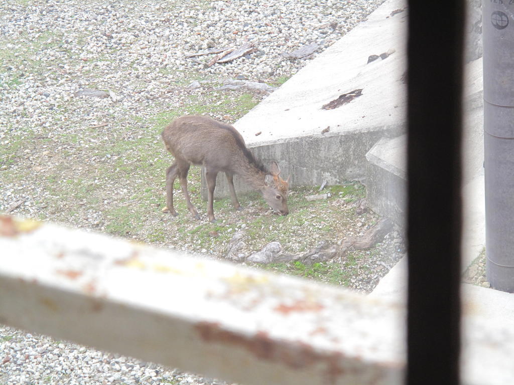 The Deer Park Inn Nara Room photo